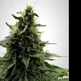 Kush > The Bulldog Seeds